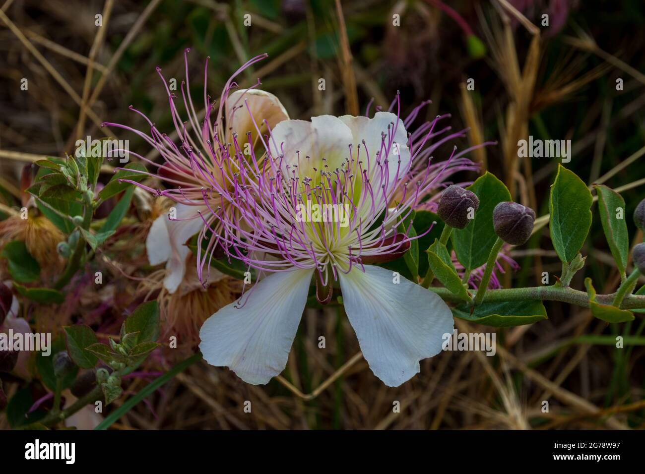 Capparaceae hires stock photography and images Alamy