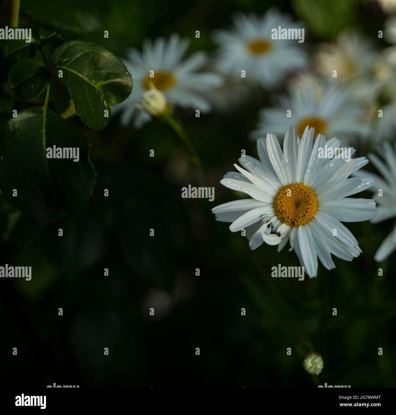 A Bunch of Flowers flown away by British summer breeze in my neighbourhood Stock Photo