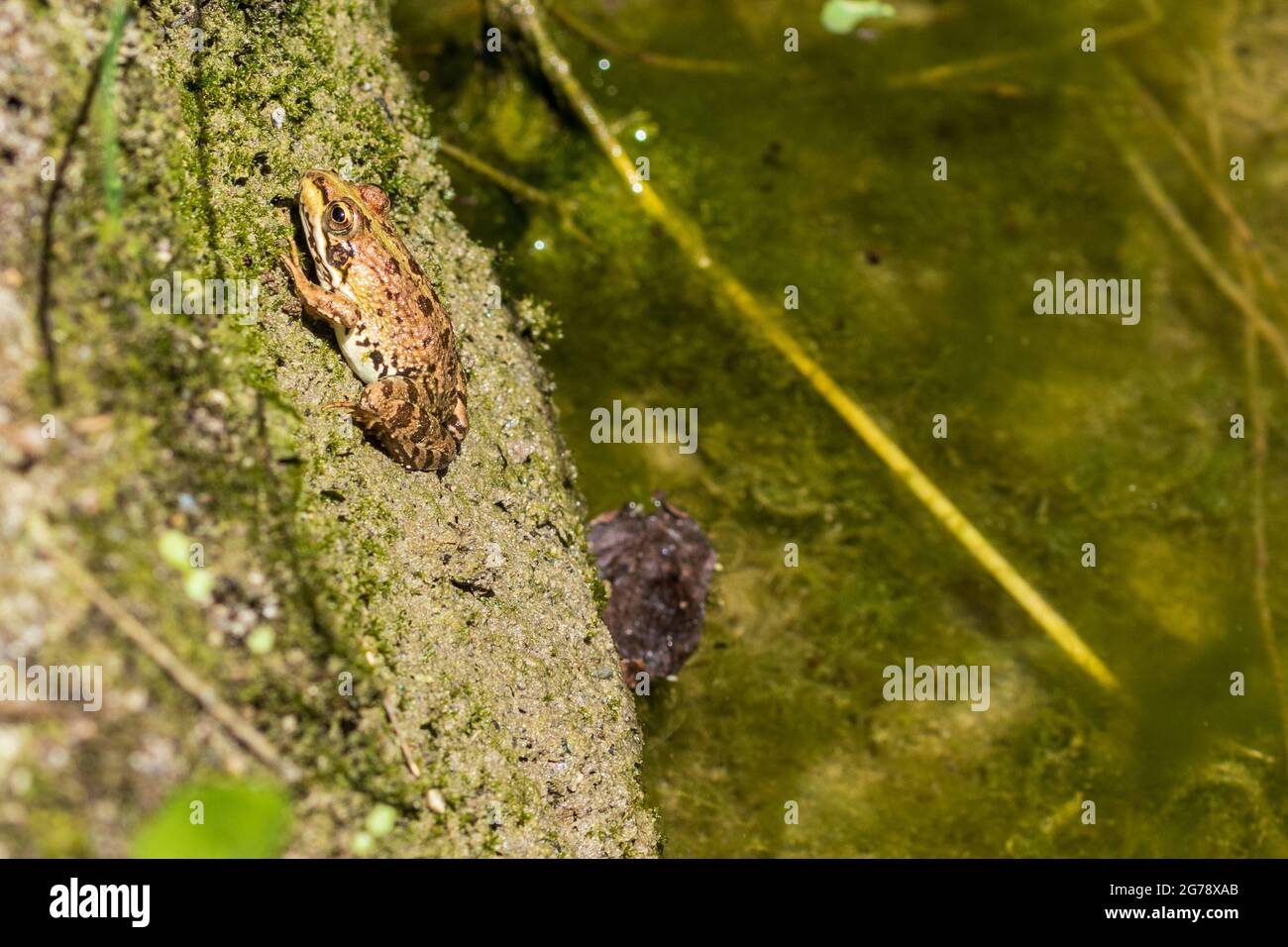 Pelophylax perezi, Iberian water frog Stock Photo