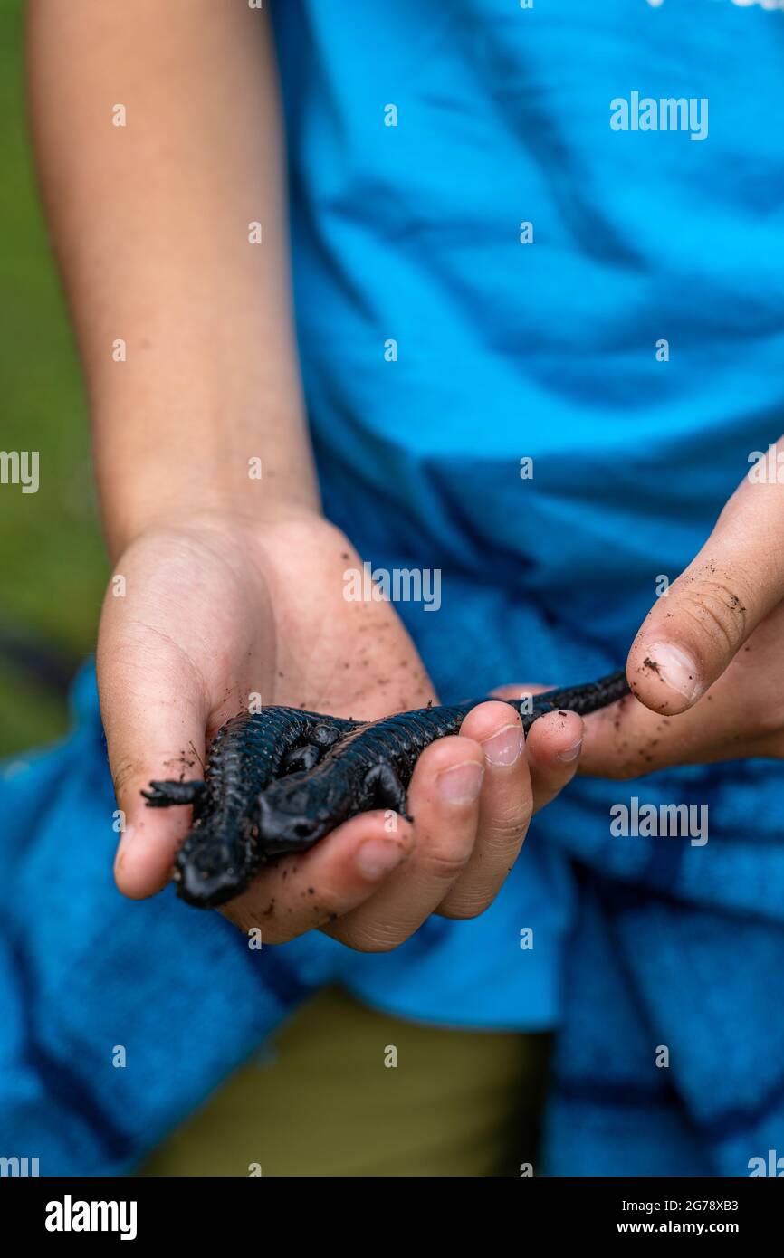 Alpine salamanders hi-res stock photography and images - Alamy