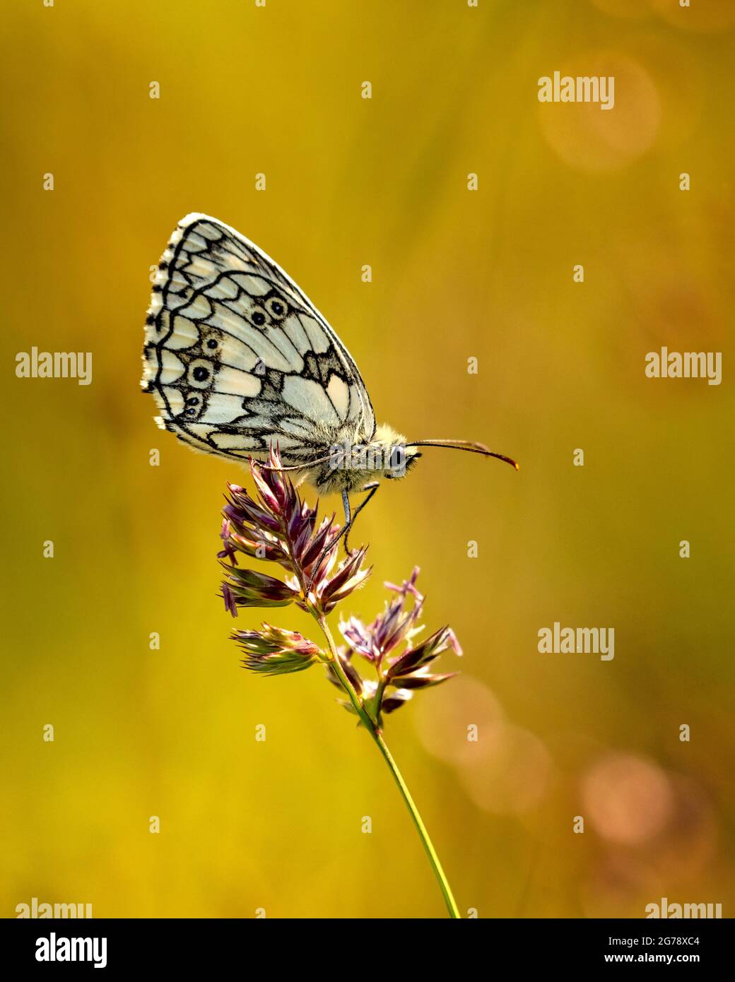 Marbled White, Wharram Quarry, North Yorkshire Stock Photo