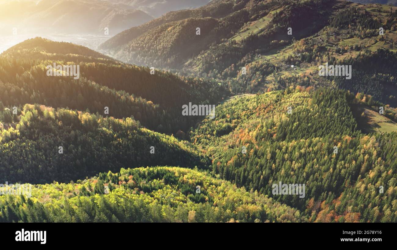 Sunrise at pine forest aerial. Mist at mountain top. Autumn nobody nature landscape. Spruce trees at sun mount range. Autumn green fir wood. Mountaineering vacation at Carpathians, Ukraine, Europe Stock Photo
