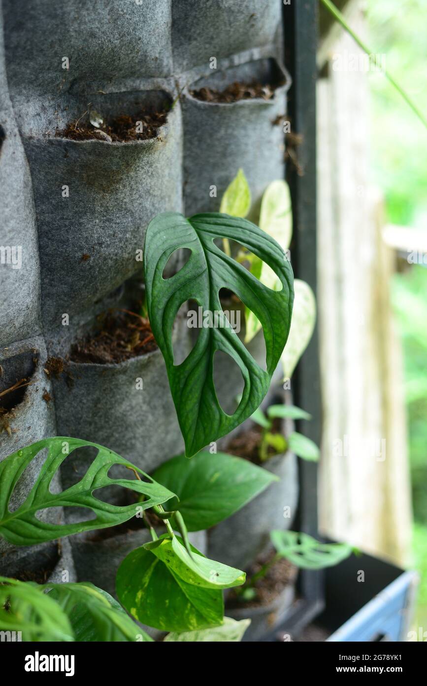 Monstera Adansonii are plants that are currently popular in Indonesia as  Janda Bolong, Rondo Bolong or Janbol.The Swiss Cheese plant or Five Holes  Pla Stock Photo - Alamy
