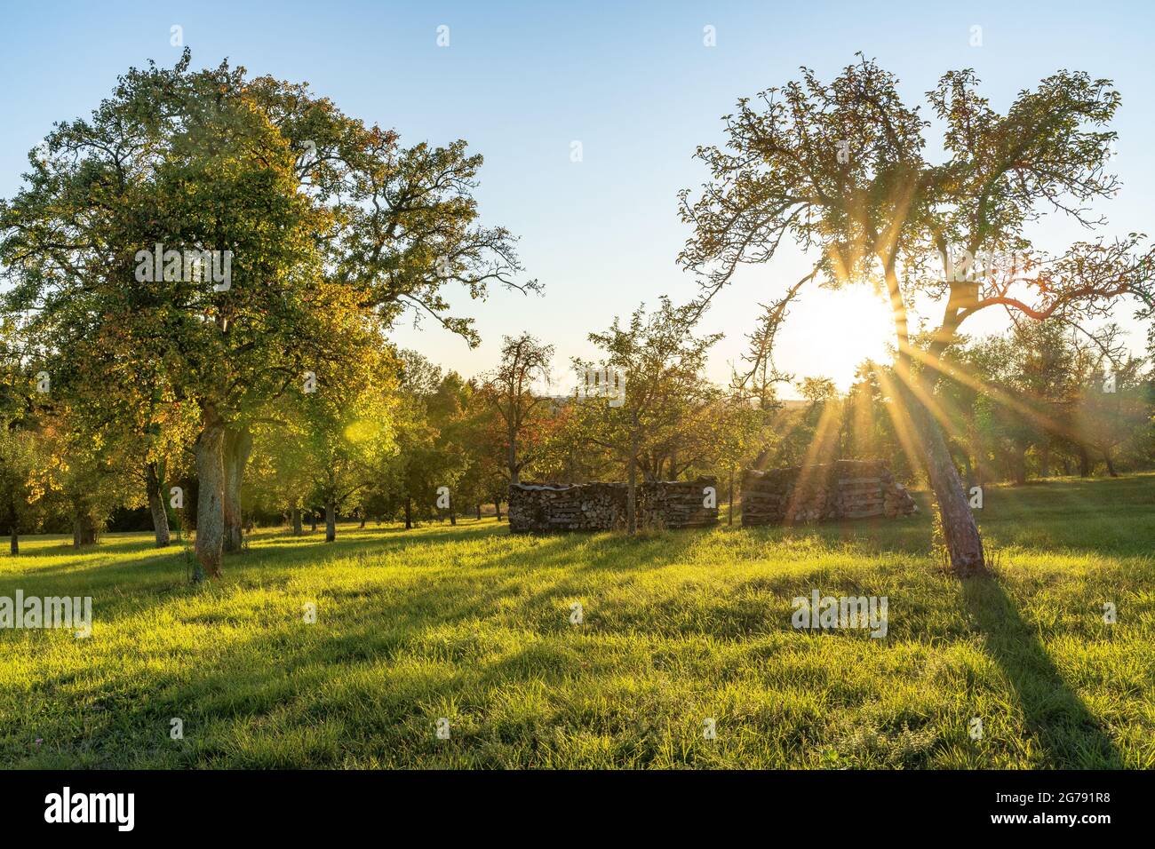 Europe, Germany, Baden-Wuerttemberg, Schönbuch region, Steinenbronn, setting sun behind an orchard meadow near Steinenbronn Stock Photo