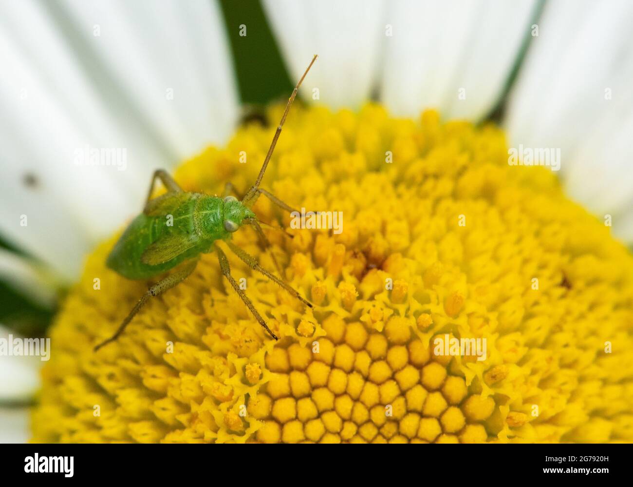 Capsid bug hi-res stock photography and images - Alamy