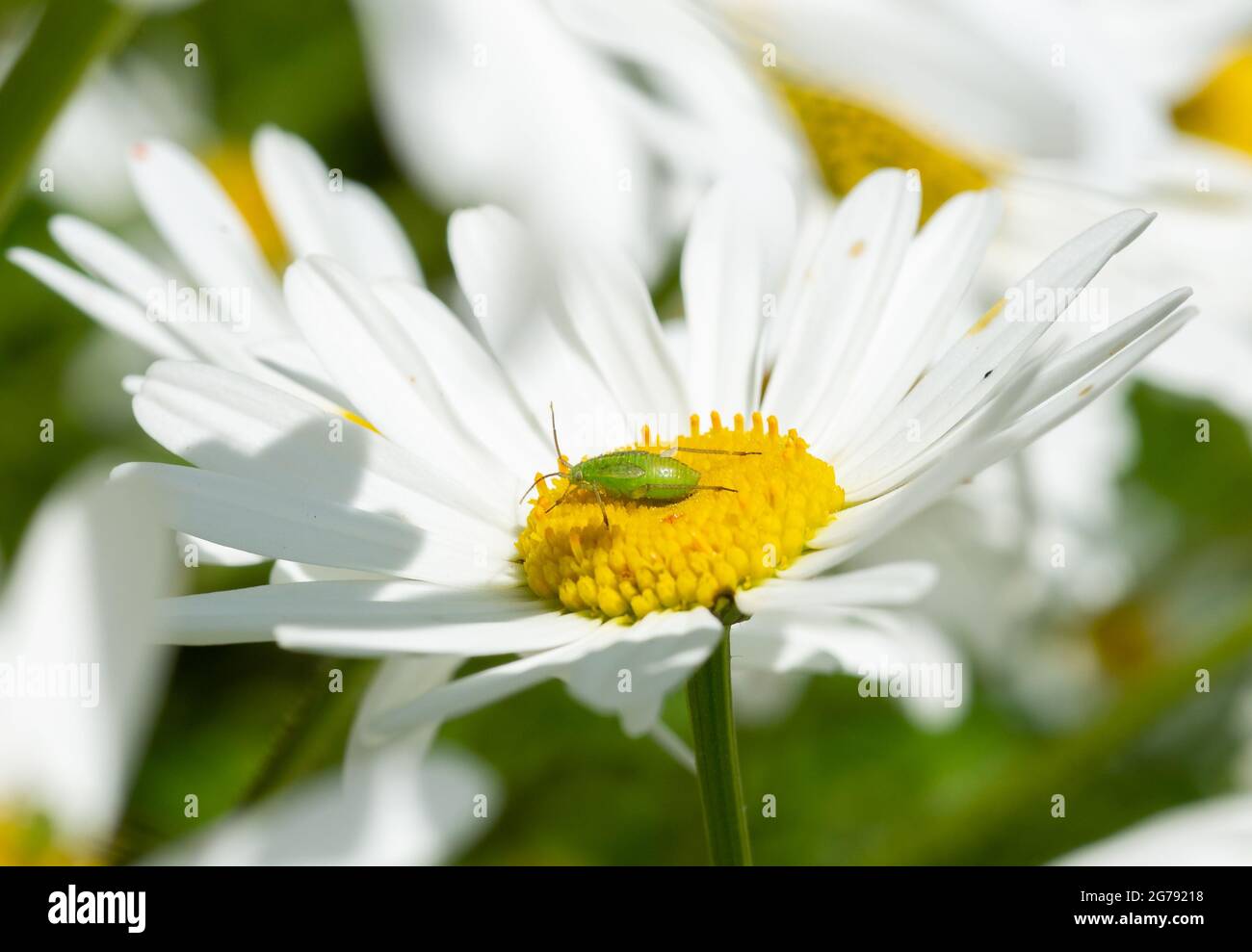 A common green capsid bug nymph on an Oxeye daisy, Chipping, Preston, Lancashire, UK Stock Photo