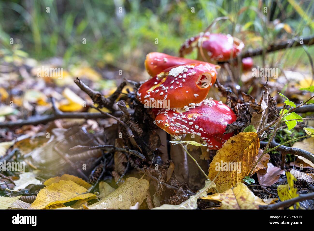 Europe, Germany, Baden-Wuerttemberg, Stuttgart, Damaged toadstools in the autumn forest Stock Photo