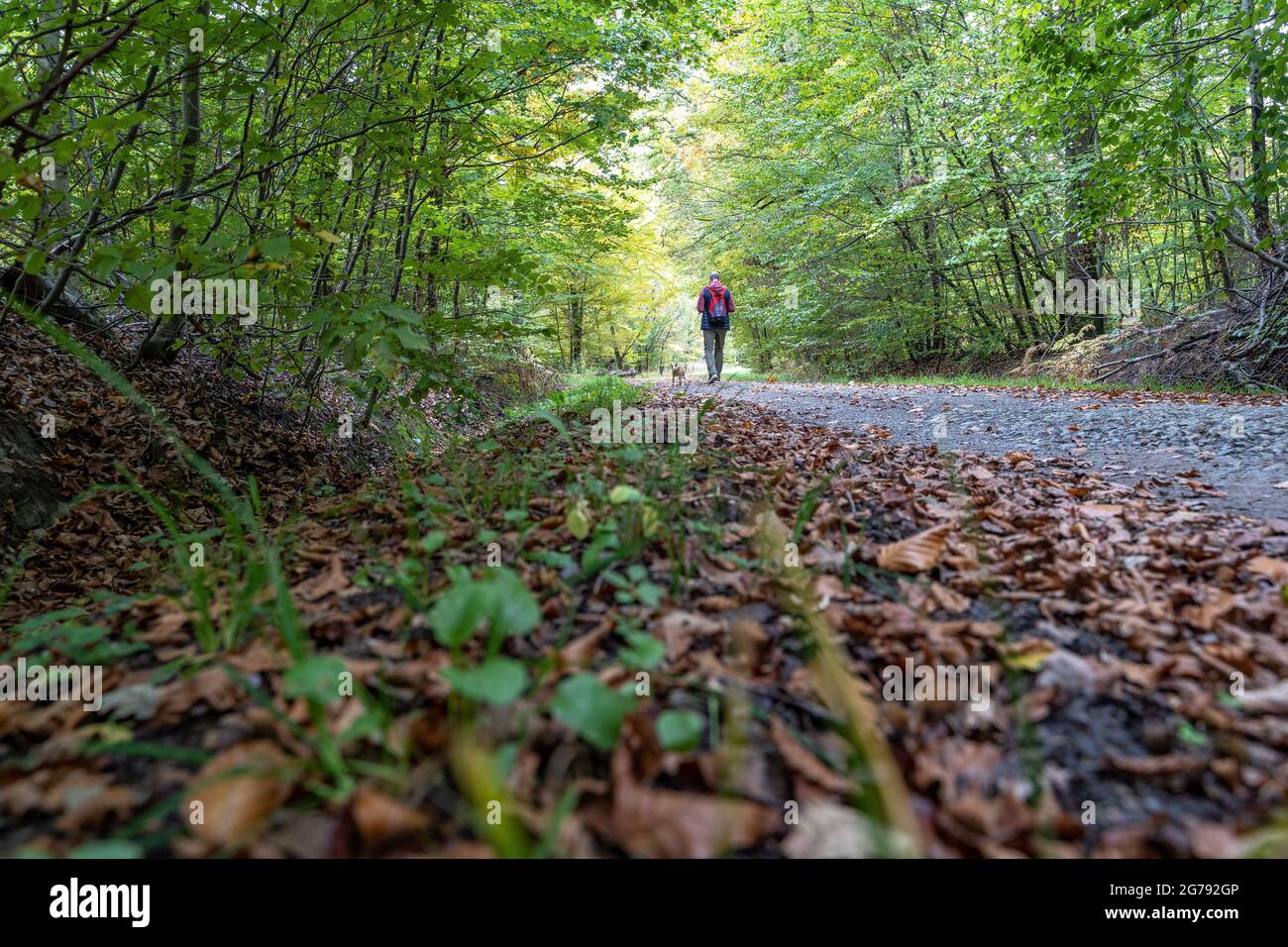 Stuttgart city forest in autumn hi-res stock photography and images - Alamy