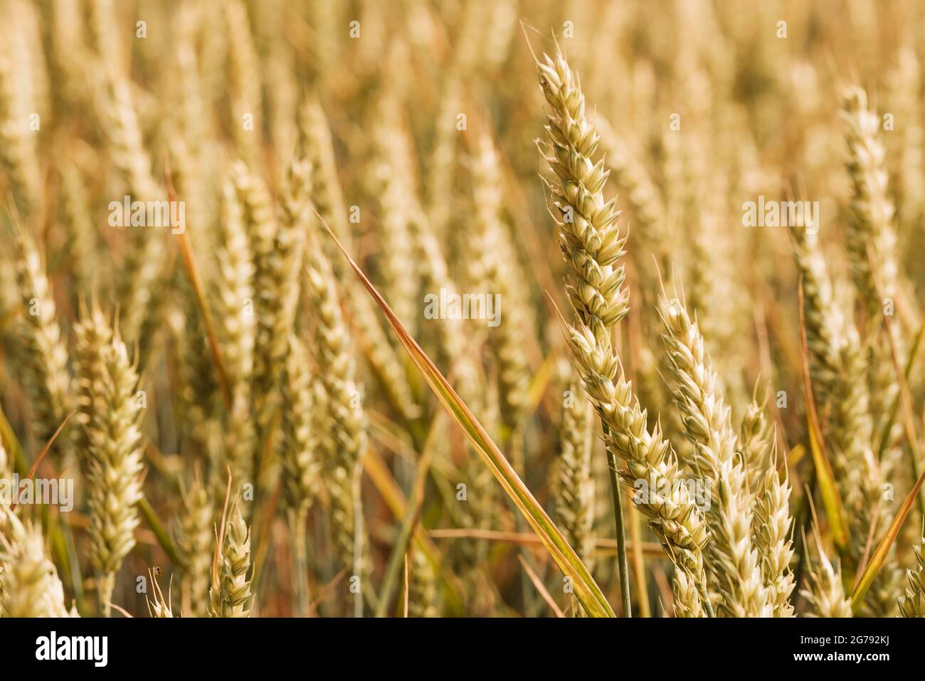full-frame close-up of cereal plants on agricultural field Stock Photo