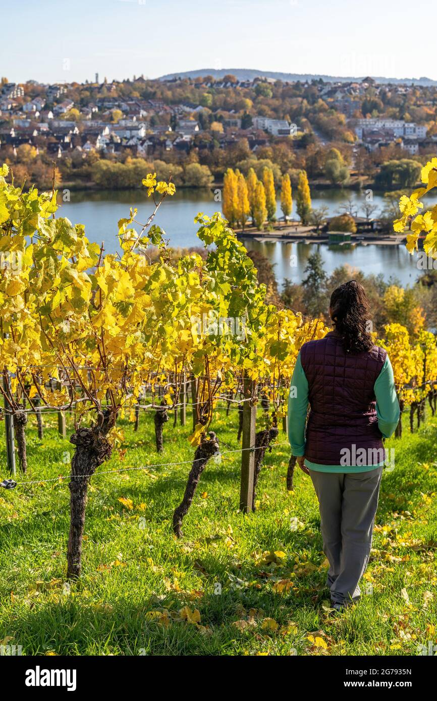 Europe, Germany, Baden-Wuerttemberg, Stuttgart, hiker looks out from the Cannstatter Zuckerle vineyard to the autumnal Max-Eyth-See Stock Photo