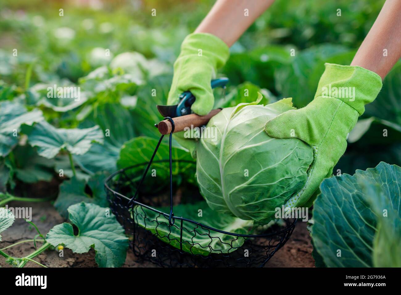 Gardener picking cabbage in summer garden, cutting it with pruner and