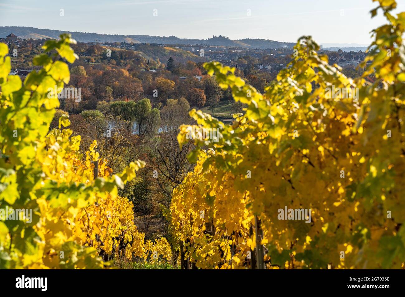 Europe, Germany, Baden-Wuerttemberg, Stuttgart, view from the Cannstatter Zuckerle vineyard to the park at Max-Eyth-See Stock Photo