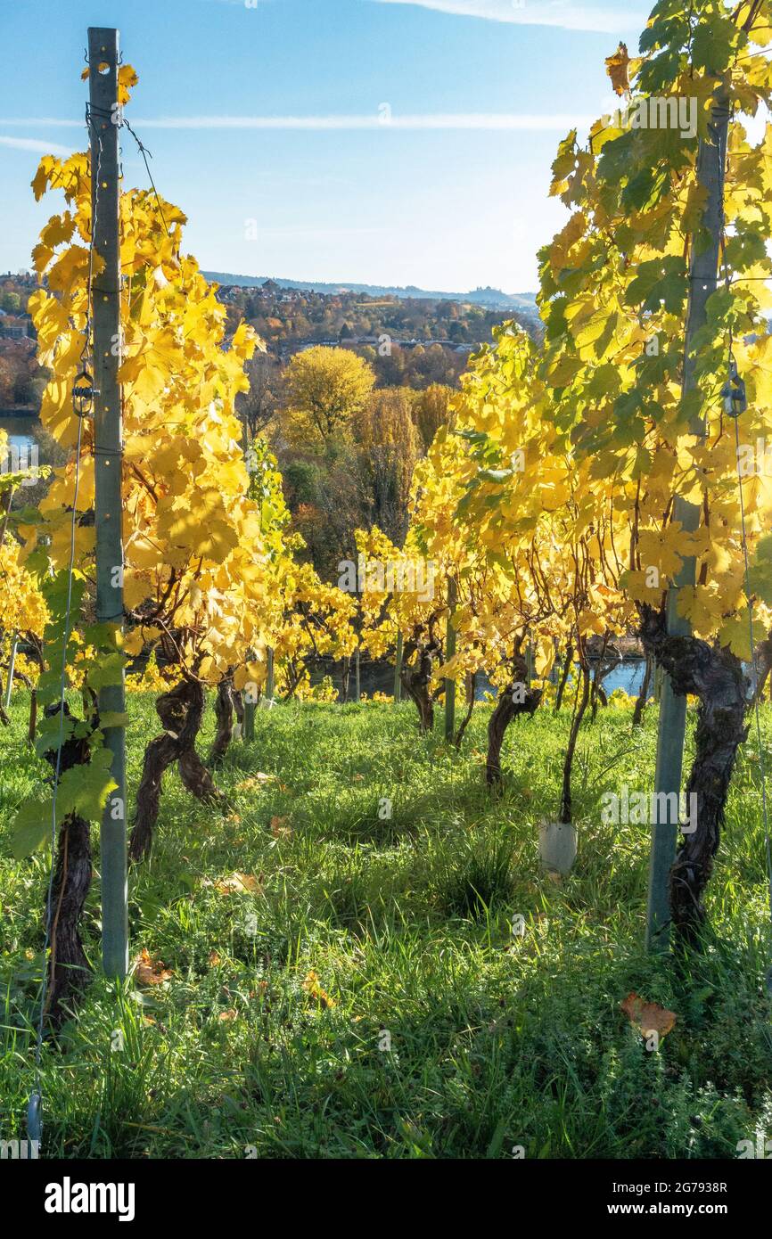 Europe, Germany, Baden-Wuerttemberg, Stuttgart, view through the vines of the Cannstatter Zuckerle Stock Photo