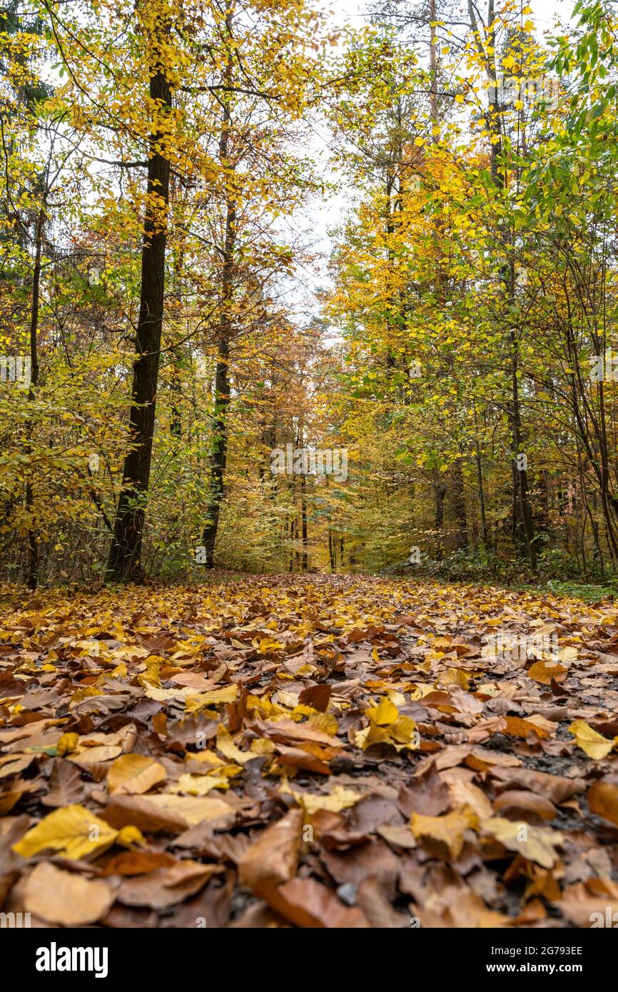 Europe, Germany, Southern Germany, Baden-Wuerttemberg, Stuttgart, Birkenkopf, autumn forest at the Birkenkopf Stock Photo