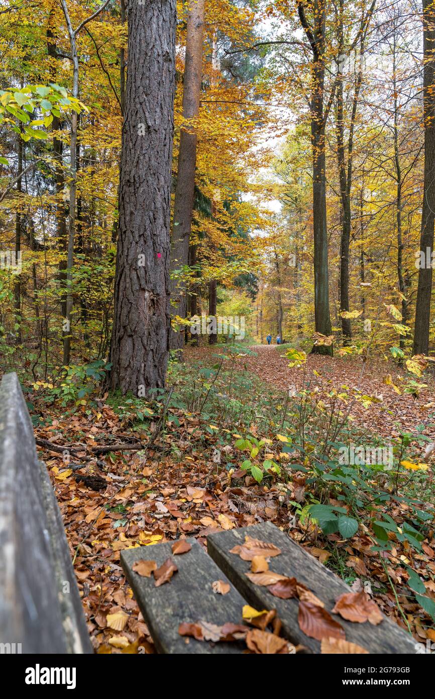 Stuttgart city forest in autumn hi-res stock photography and images - Alamy