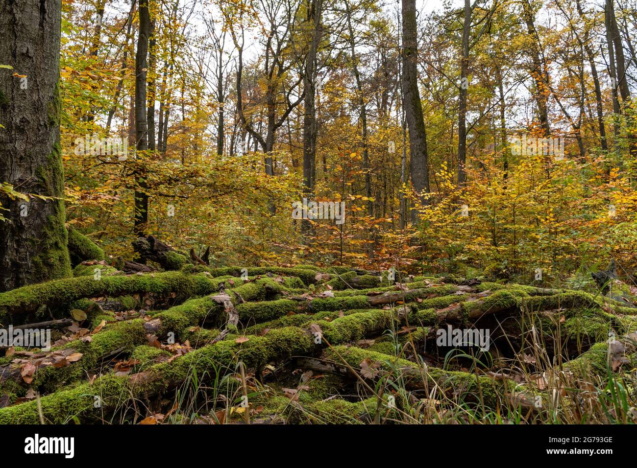 Stuttgart city forest in autumn hi-res stock photography and images - Alamy