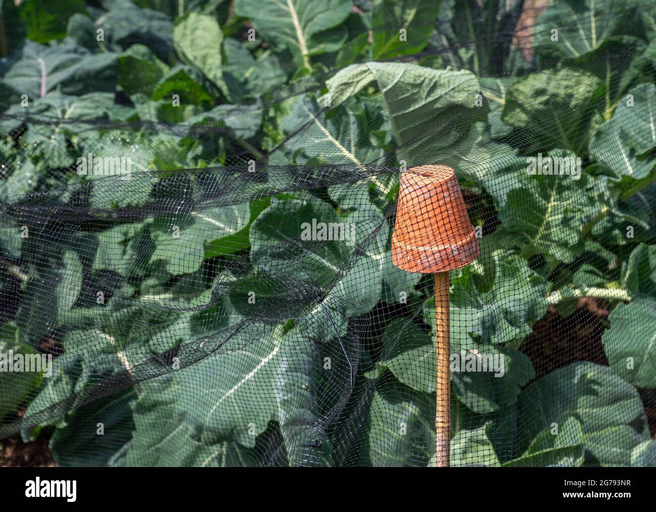 Orange flower pot and cane used to hold netting to protect plants, with