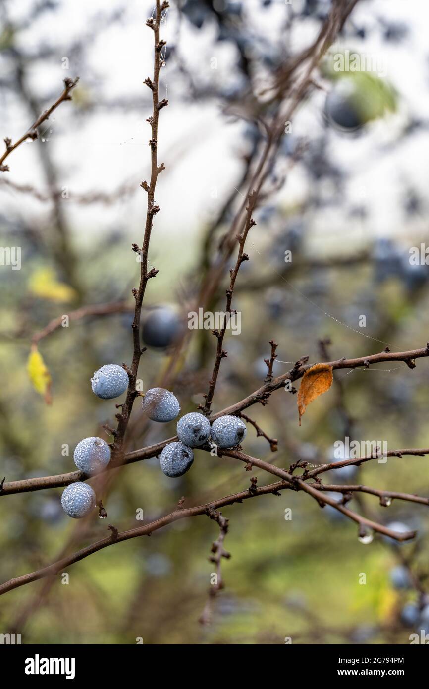 Europe, Germany, Baden-Wuerttemberg, Neckar Valley, blackthorn fruits in autumn Stock Photo