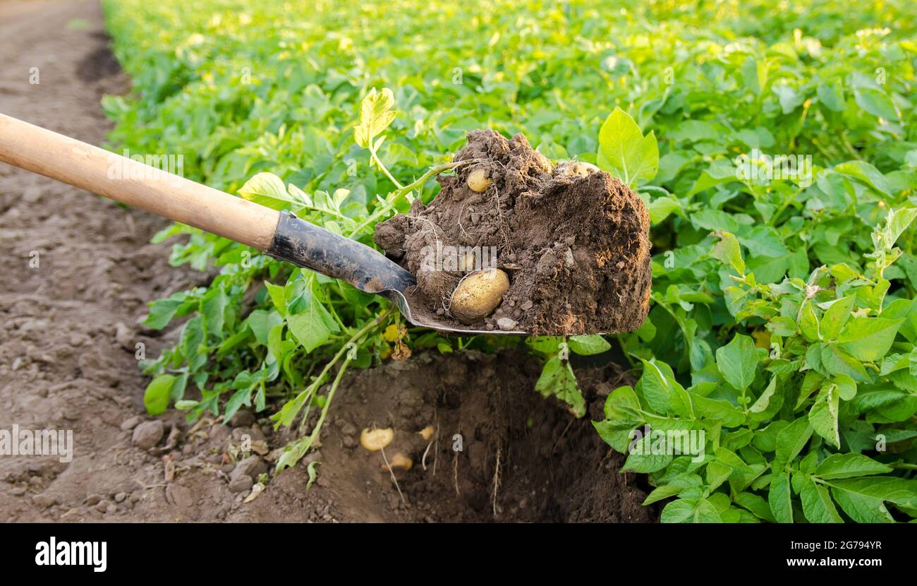 Shovel and freshly picked potatoes in the field. Harvesting, harvest ...
