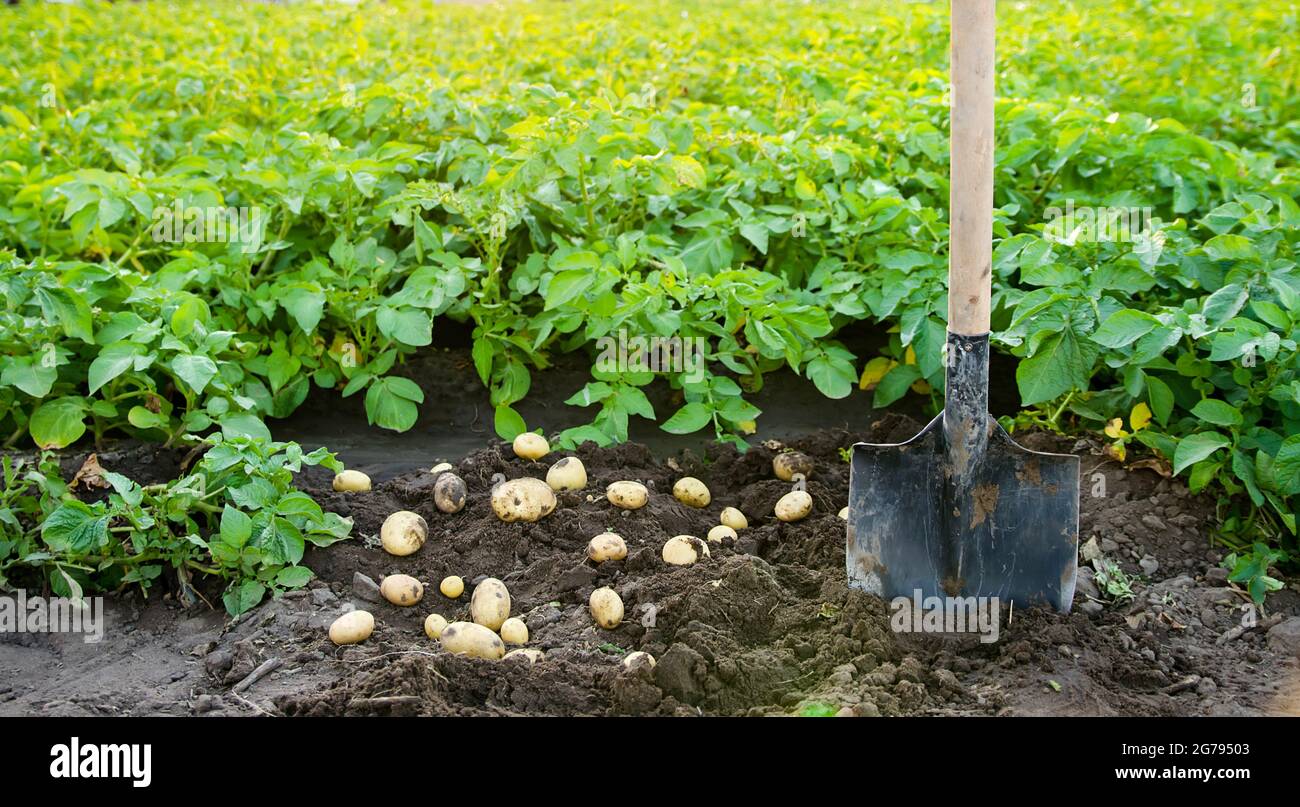 A fresh crop of potatoes lies on the field near the shovel against the ...