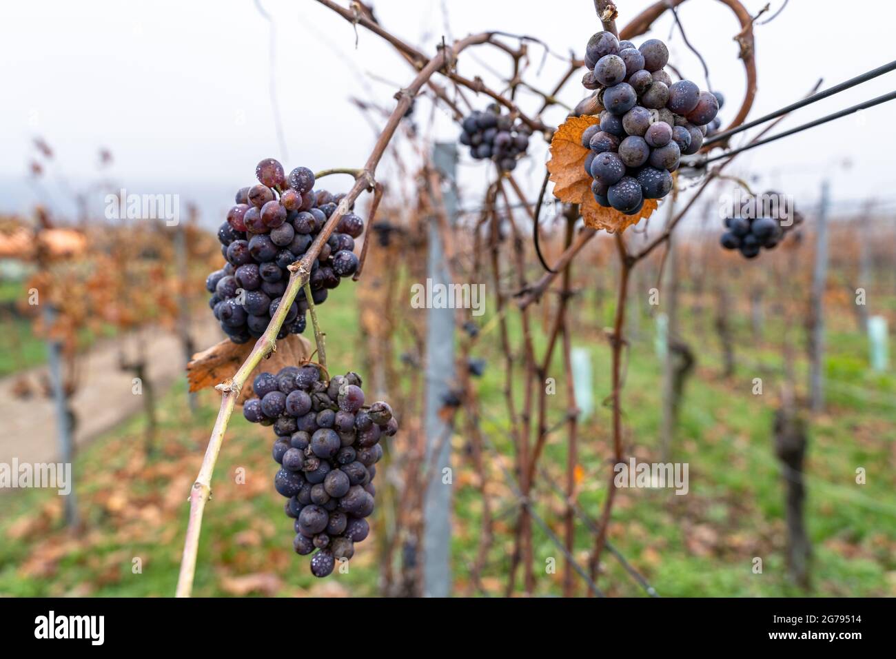 Europe, Germany, Baden-Wuerttemberg, Neckar Valley, Mundelsheim, grapes in autumn Stock Photo