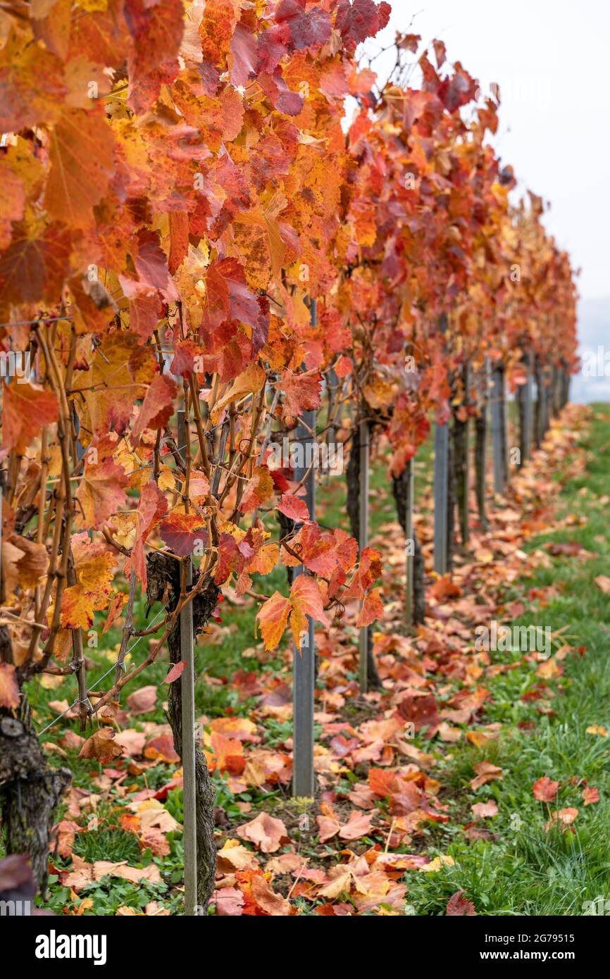 Europe, Germany, Baden-Wuerttemberg, Neckar Valley, autumnal discolored vines in the vineyards near Mundelsheim Stock Photo