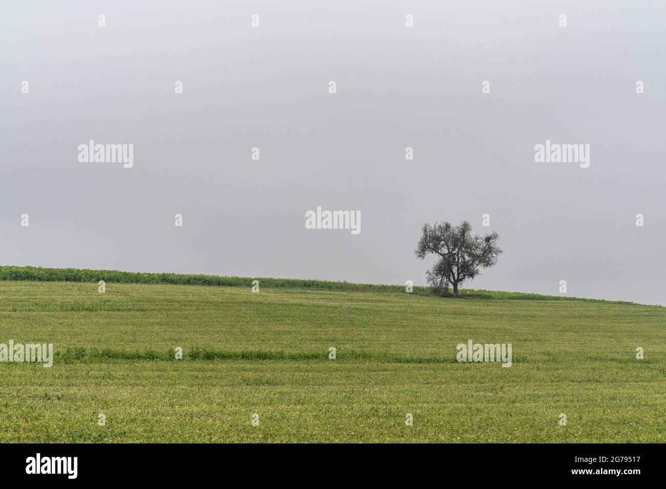 Europe, Germany, Baden-Wuerttemberg, Neckar Valley, free-standing tree on a dreary autumn meadow Stock Photo