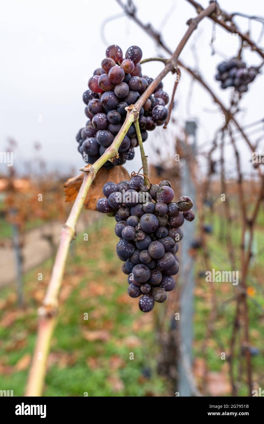 Europe, Germany, Baden-Wuerttemberg, Neckar Valley, grapes in autumn Stock Photo