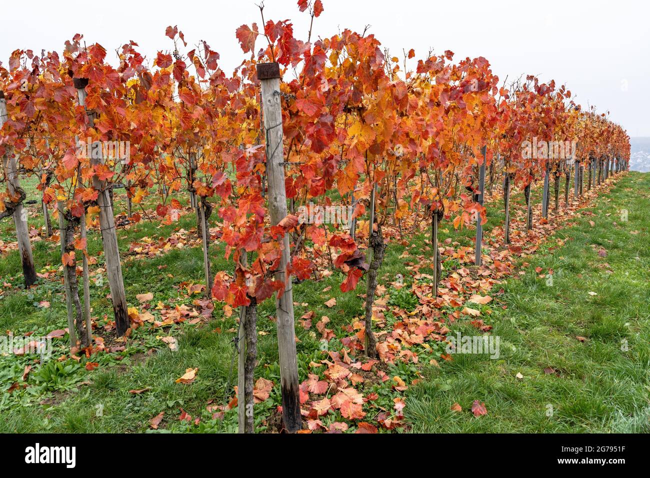 Europe, Germany, Baden-Wuerttemberg, Neckar Valley, vines colored in autumn in the vineyards near Mundelsheim Stock Photo