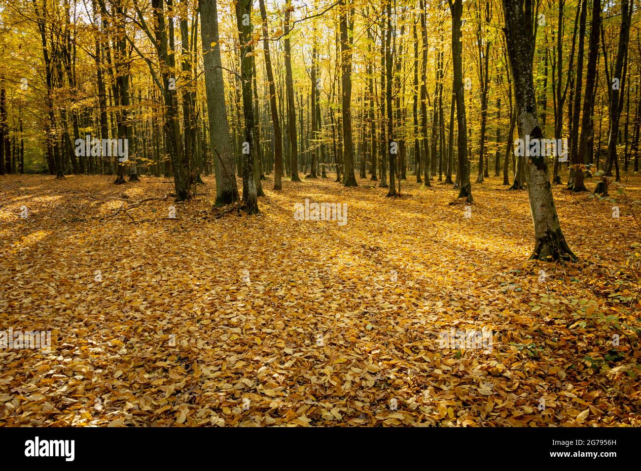 Fallen leaf beauty hi-res stock photography and images - Alamy