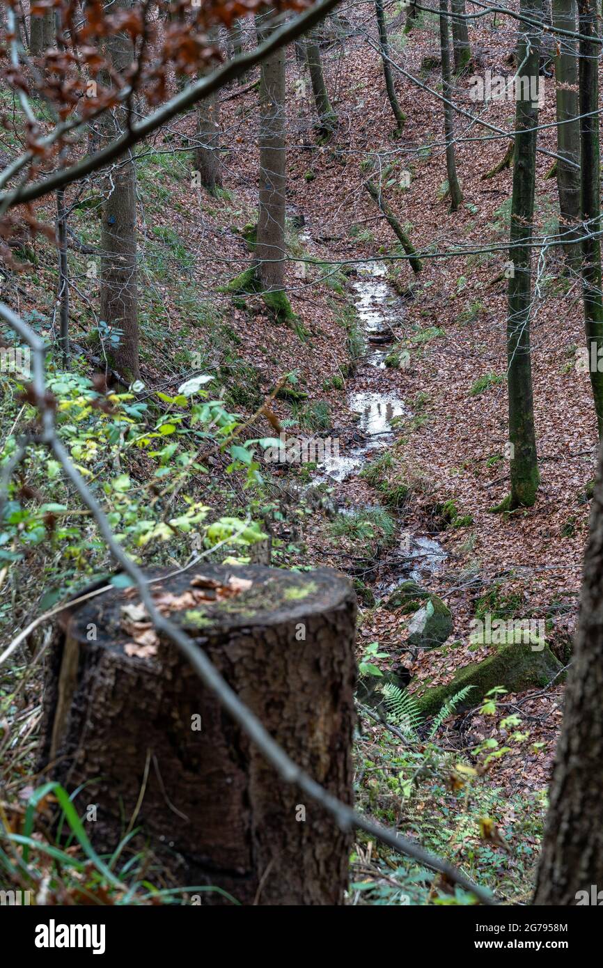 Creek in a small gorge in the swabian forest hi-res stock photography ...