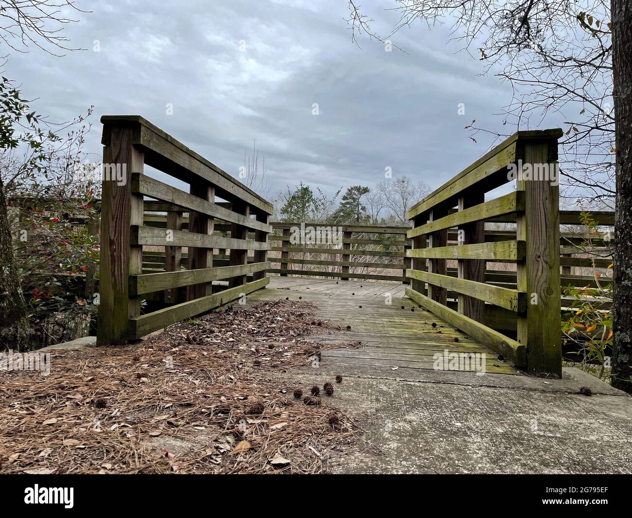 Ground view walkway green moldy wooden deck with fall foliage in a