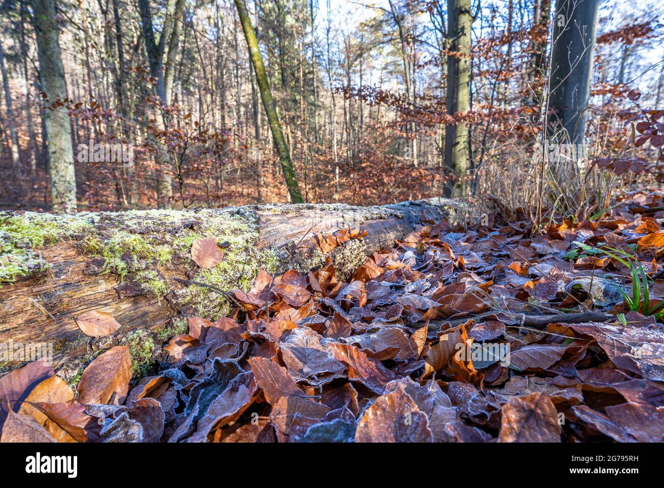 Stuttgart city forest in autumn hi-res stock photography and images - Alamy