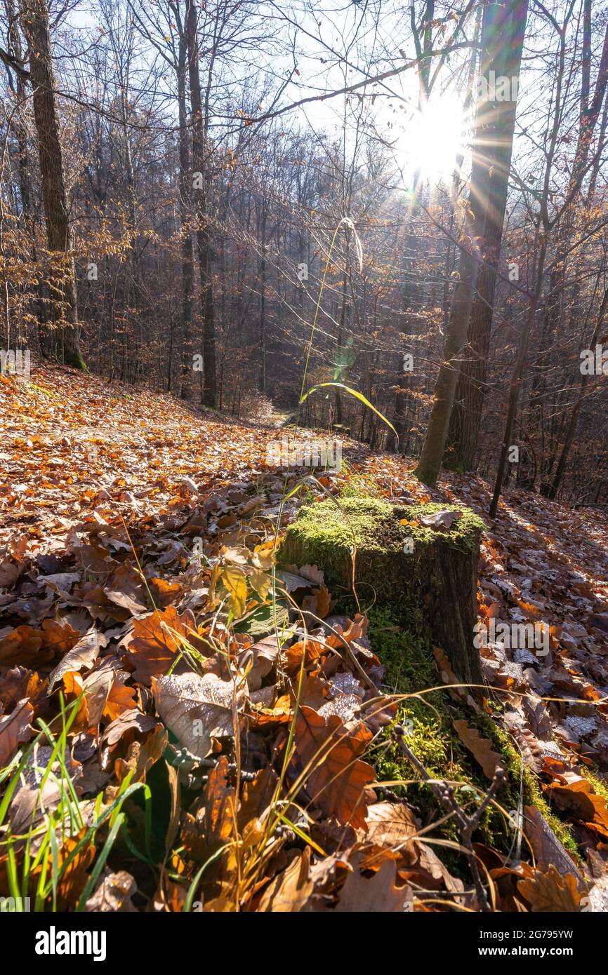 Stuttgart city forest in autumn hi-res stock photography and images - Alamy