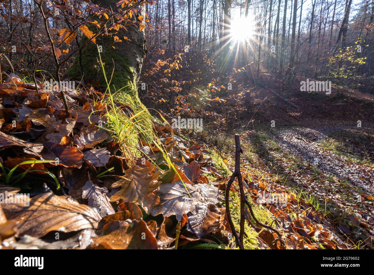 Stuttgart City Forest In Autumn High Resolution Stock Photography and ...
