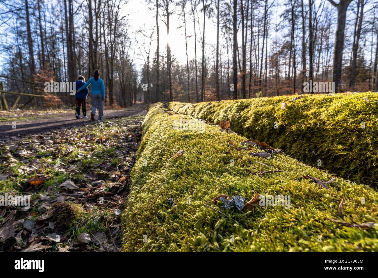 Europe, Germany, Baden-Wuerttemberg, Schönbuch region, mother and son hiking on a lonely forest path in the afternoon sun Stock Photo