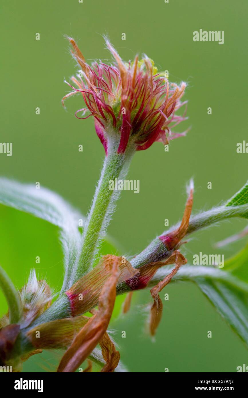 Female flower of Fagus sylvatica Stock Photo - Alamy