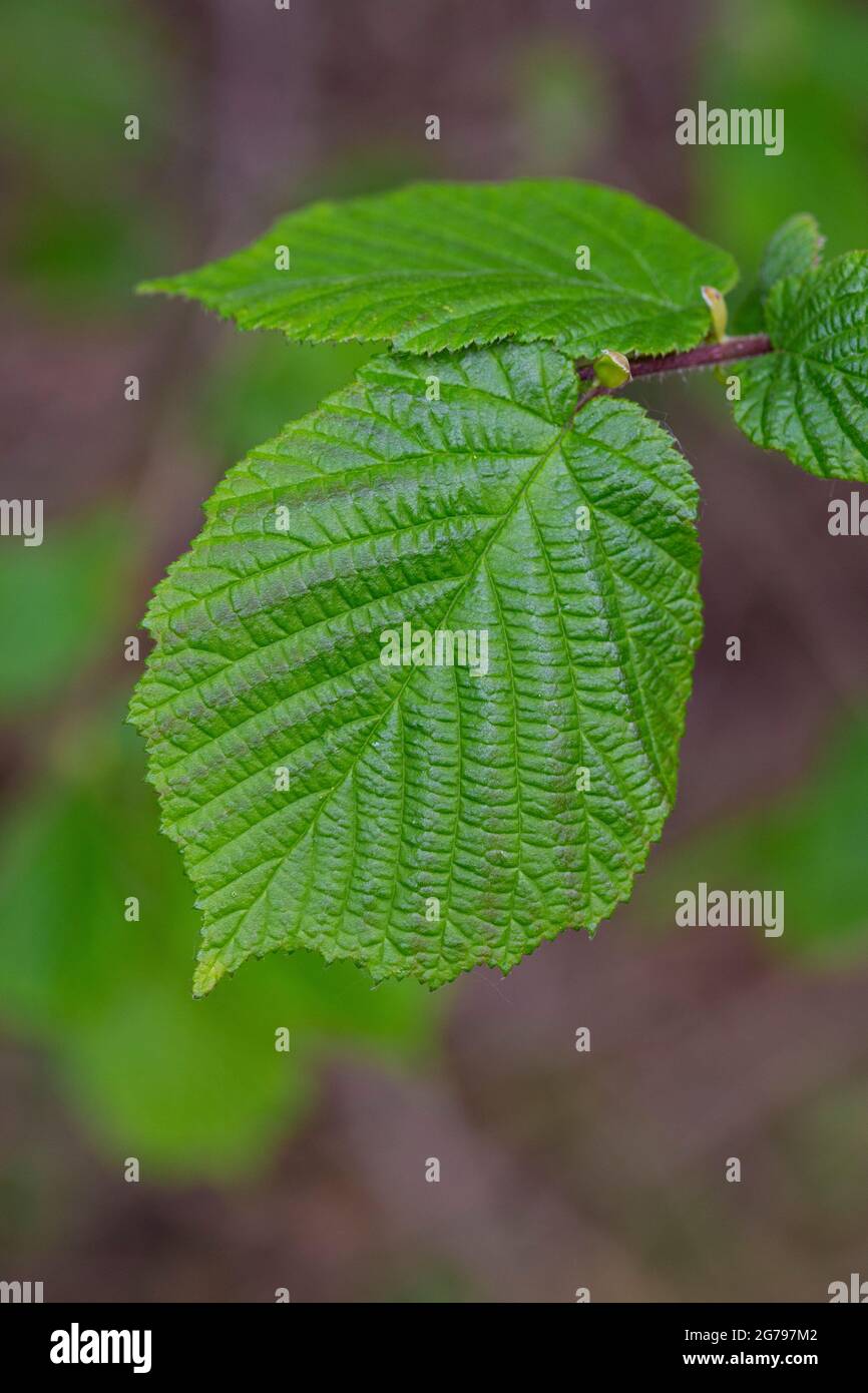 corylus-avellana-leaf-stock-photo-alamy