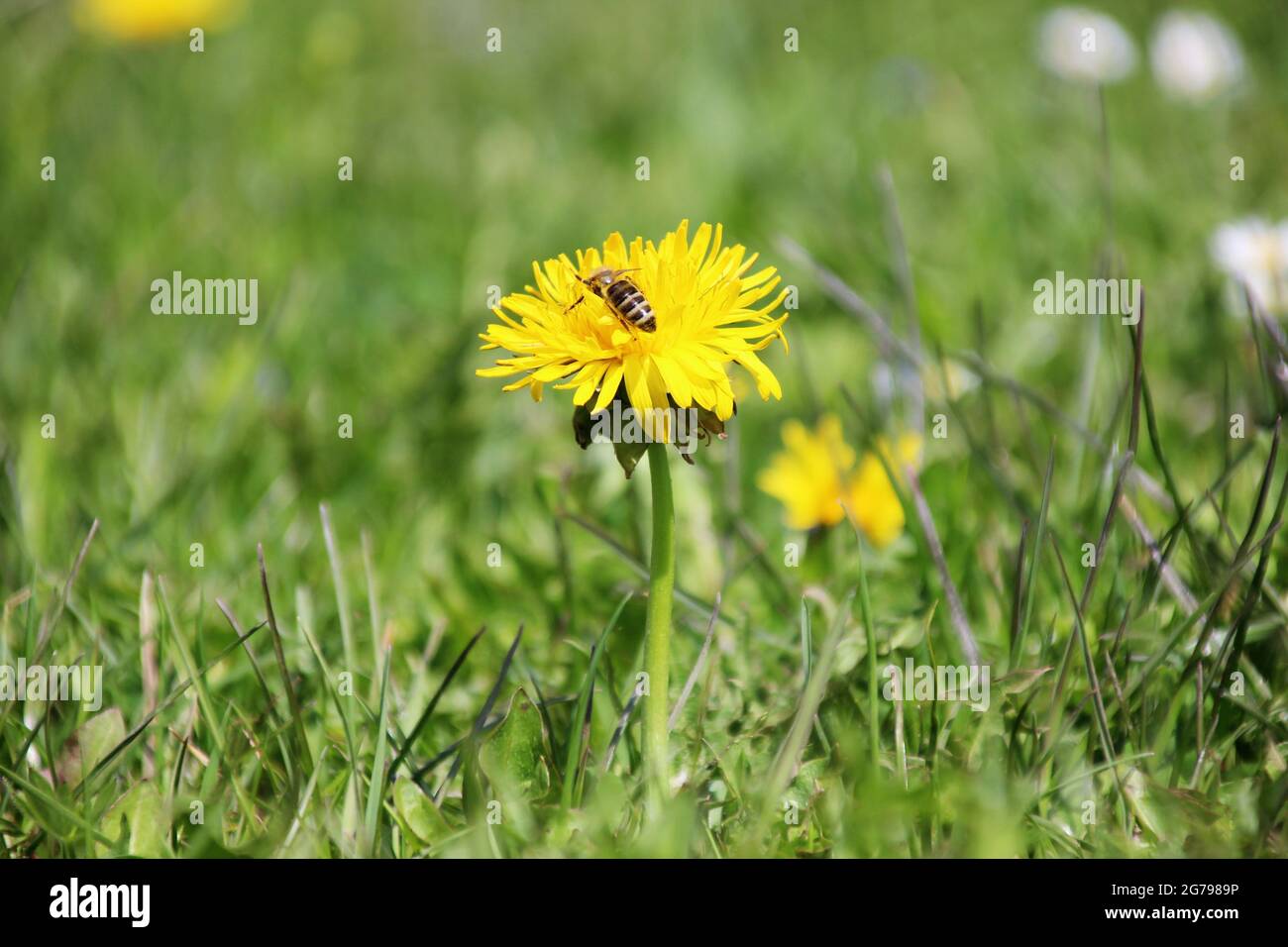 Bee on dandelion flower Stock Photo