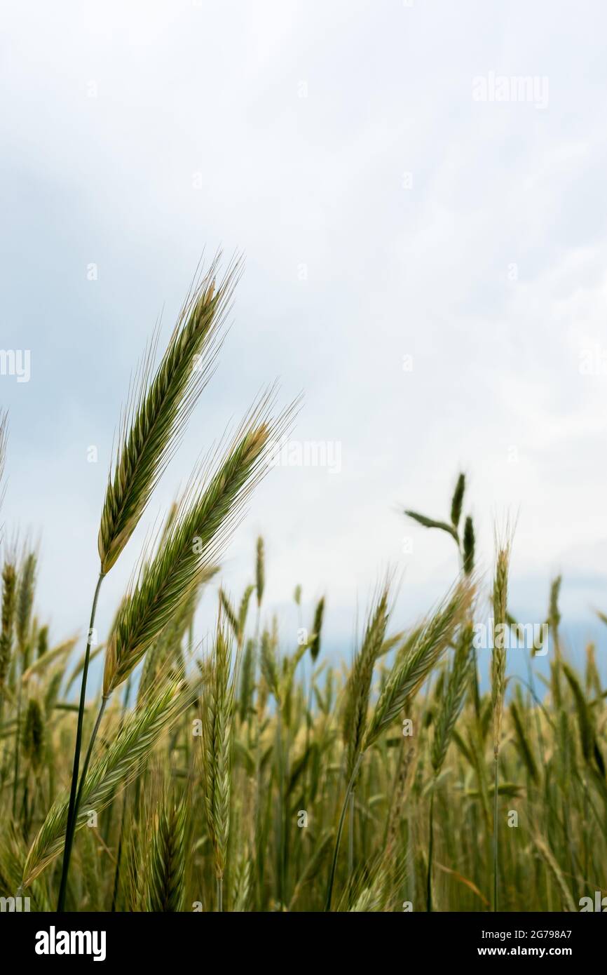Ear of rye hi-res stock photography and images - Alamy