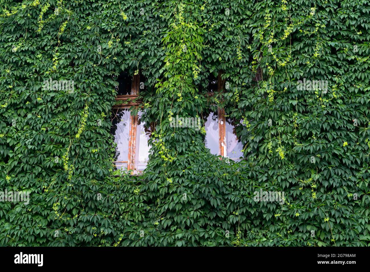 Virginia Creeper / (Parthenocissus quinquefolia),Sofia,Bulgaria, Stock Photo