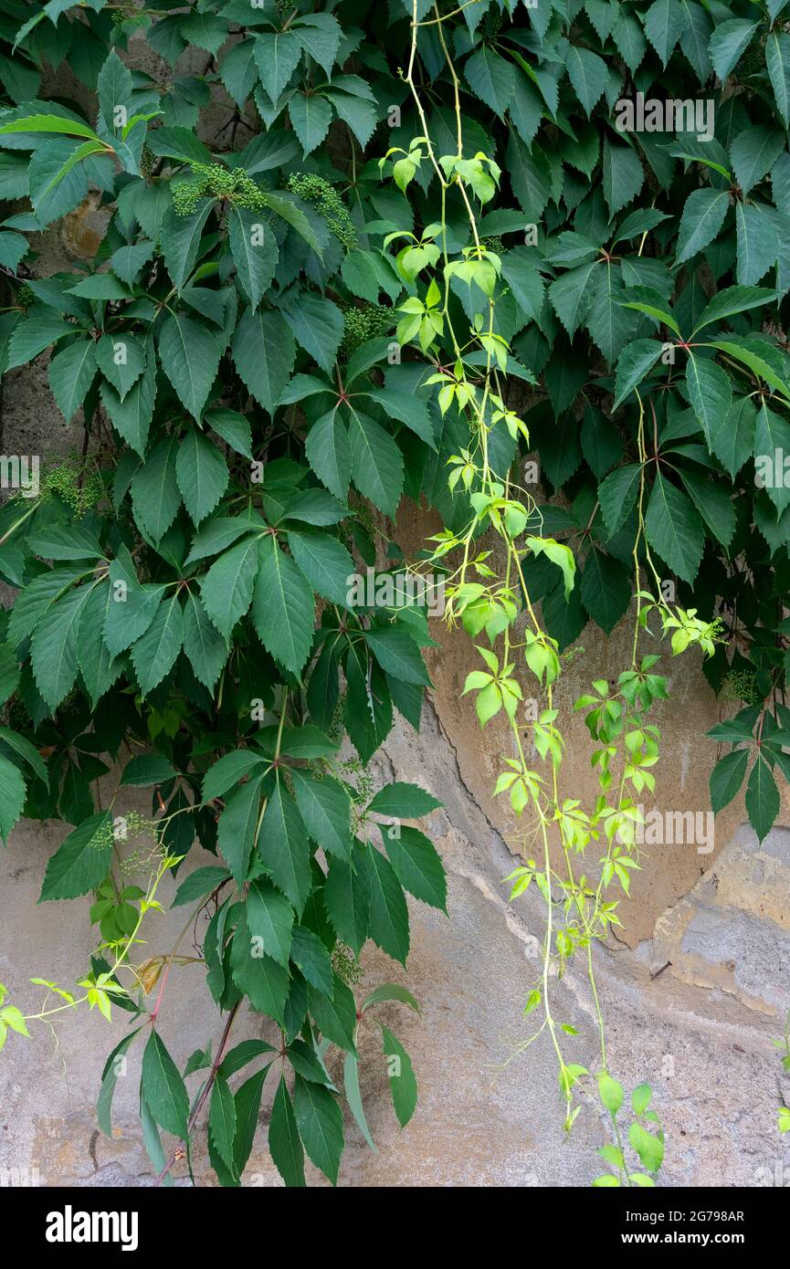 Virginia Creeper / (Parthenocissus quinquefolia),Sofia,Bulgaria, Stock Photo