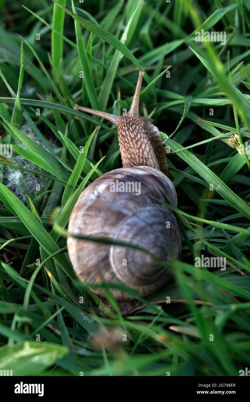 Snail habitat hires stock photography and images Alamy