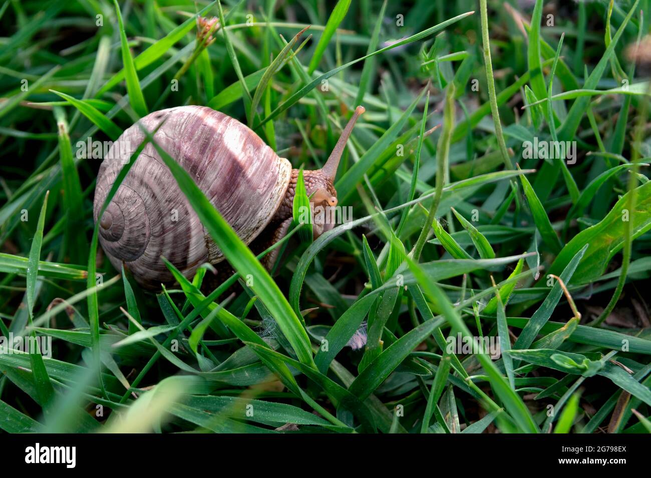 snail(Helix pomatia). Stock Photo