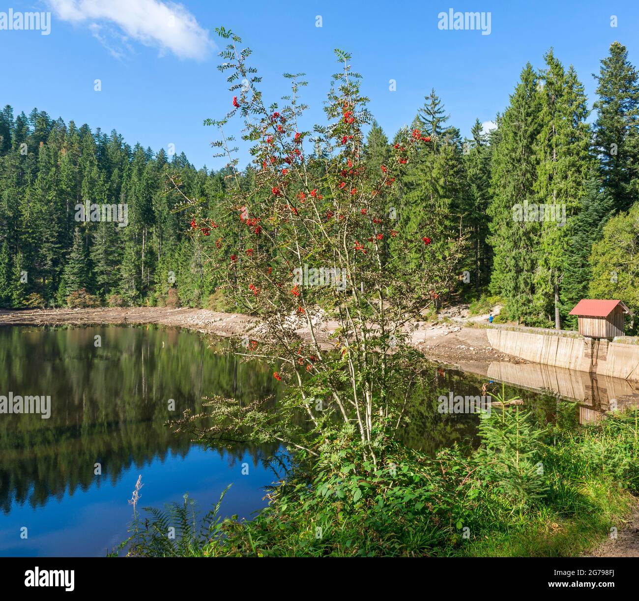 Germany, Baden-Wuerttemberg, Bad Rippoldsau-Schapbach, Glaswaldsee near Bad  Rippoldsau-Schapbach, a cirque lake on the eastern slope of the Lettstädter  Höhe in the Black Forest Middle / North Nature Park Stock Photo - Alamy