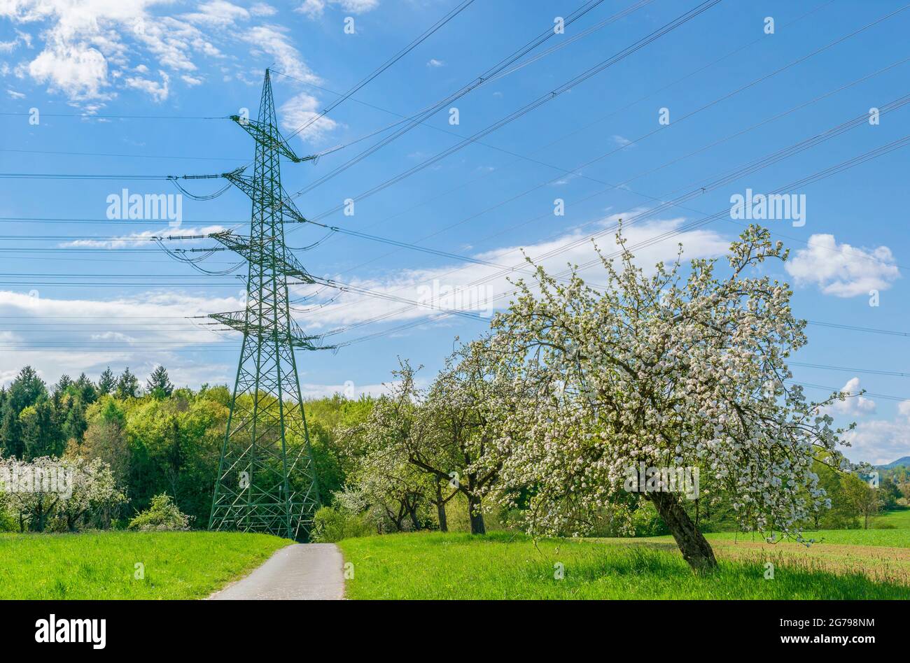 Overhead line mast, high-voltage line on orchards near Reicheneck Stock Photo