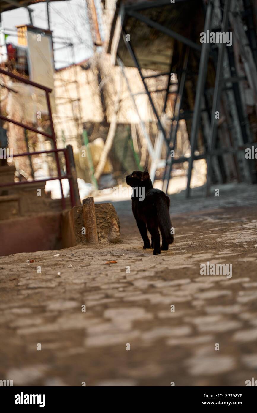 A stray black cat walks in the alley Stock Photo - Alamy