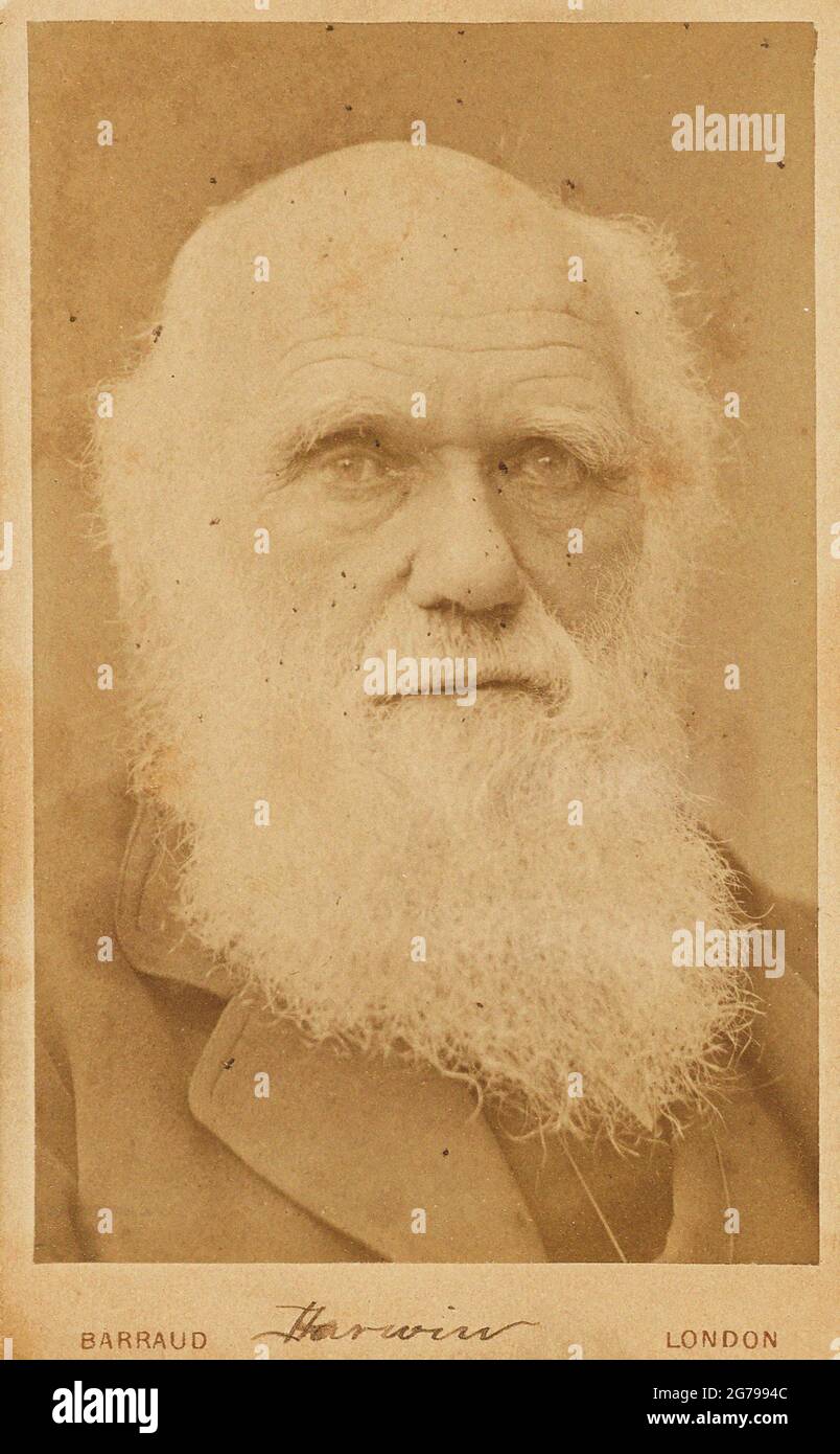 Portrait of Charles Darwin (1809-1882). Museum: PRIVATE COLLECTION. Author: Herbert Rose Barraud. Stock Photo