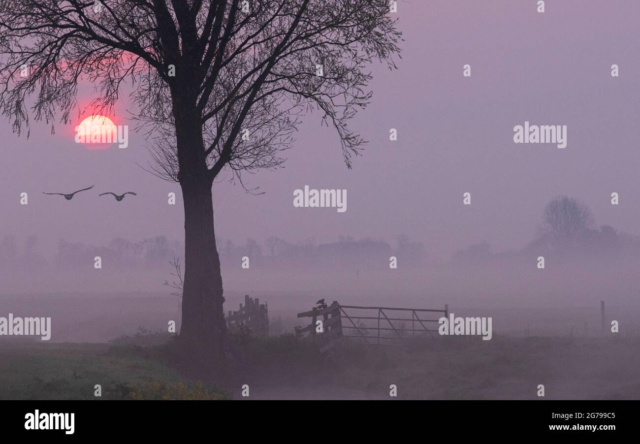 Impressions of a spring hike at sunrise and fog in South Holland in the Alblasserwaard Vijfheerenlanden region near Kinderdijk: two flying wild geese form a silhouette as the sun rises. Stock Photo