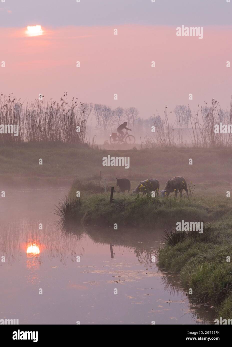 Impressions of a spring hike at sunrise and fog in South Holland in the Alblasserwaard Vijfheerenlanden region near Kinderdijk: polders, sheep and cyclists. Typically Dutch. Stock Photo